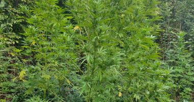 Stire din Eveniment : Cultură de cannabis descoperită în mijlocul pădurii