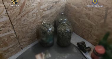 Stire din Eveniment : Cultură de canabis, descoperită la Constanţa. Un tânăr a fost arestat preventiv