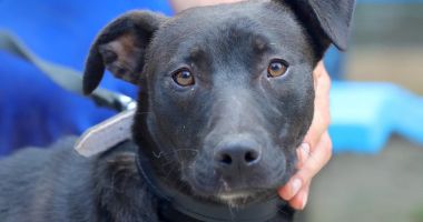 Stire din Social : Onix îşi aşteaptă stăpânii, la Adăpostul pentru animale fără stăpân