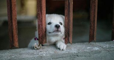 Stire din Social : Dați-le o șansă la o viață plină de dragoste! Adoptați un cățel!