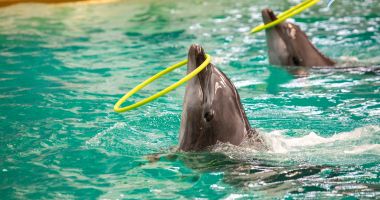 Stire din Social : Delfinariul intră în revizie tehnică, până pe 20 aprilie