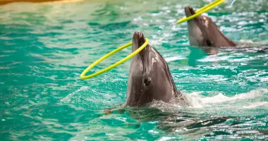 Delfinariul Constanța reia spectacolele cu delfini pentru public