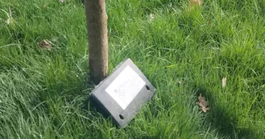 Stire din Social : Campanie de deratizare în Constanța și Mamaia. Momeli toxice amplasate în spațiile publice