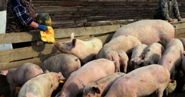 Stire din Social : Direcția Sanitar-Veterinară Constanța este cu ochii pe comercianți