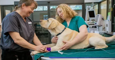 Stire din Social : Locuri de muncă în străinătate pentru români. Veterinarii, la mare căutare