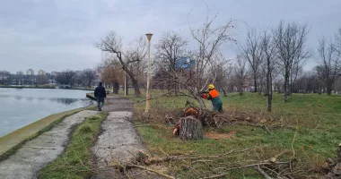 Stire din Social : Zeci de copaci din parcul Tăbăcărie, sub drujbă. Oamenii plâng, autoritățile promit