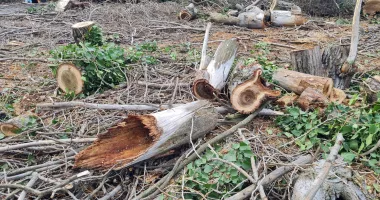 Zeci de copaci din parcul Tăbăcărie, sub drujbă. Oamenii plâng, autoritățile promit - 3