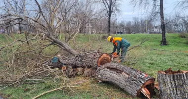 Zeci de copaci din parcul Tăbăcărie, sub drujbă. Oamenii plâng, autoritățile promit - 4