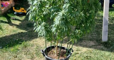 Percheziții la cei care comercializau cannabis și etnobotanice sub formă de jeleuri și țigări electronice. DIICOT a descins și în Constanța! - 5