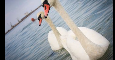 Stire din Social : Alertă de gripă aviară H5N1 la o lebădă găsită moartă în Portul Constanța