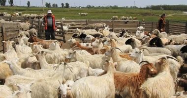 Stire din Social : Oile și caprele afectate de pestă, în atenția medicilor veterinari