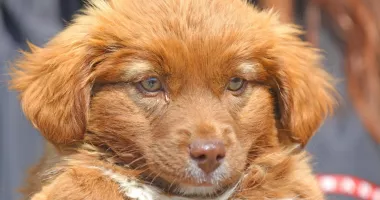 Stire din Social : Îl vreți? Lulu este un pui mic de câine, care își caută familia
