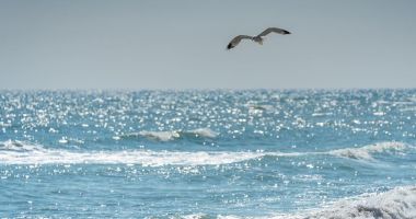 Stire din Social : Proiect internațional pentru salvarea biodiversității din Marea Neagră