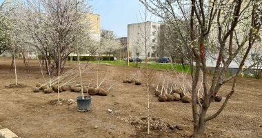 Stire din Social : Parc cu mesteceni, în amintirea persoanelor dragi, decedate, la Constanța