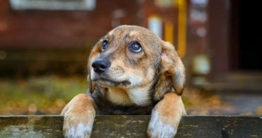 Stire din Social : Aveţi un câine?  Iată care vă sunt obligațiile!