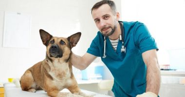 Stire din Social : Fără cip, Luna ar fi hoinărit şi acum pe străzi. Căţelul a fost recuperat, în cele din urmă, de stăpânii săi