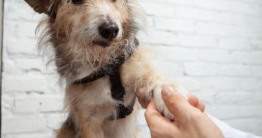 Stire din Social : Un câine pierdut în Constanța nu se întoarce singur. Ajutaţi-l cu un microcip!