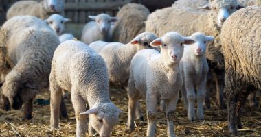 Stire din Social : Sacrificarea mieilor este permisă din data de 9 aprilie, la Constanţa