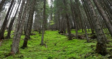 Stire din Social : România va înfiinţa zeci de mii de hectare de păduri noi și suprafețe cu vegetație forestieră