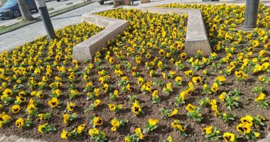 Spaţiile pentru flori, amenajate în toate intersecţiile şi parcurile din municipiul Constanţa