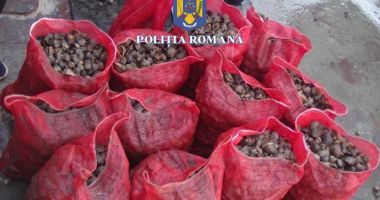 Stire din Eveniment : PESCADOR încărcat cu aproape jumătate de tonă de rapane, depistat în Marea Neagră