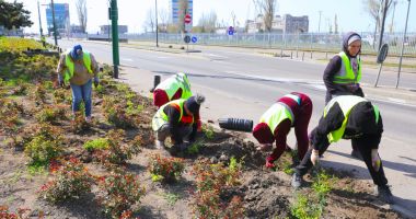Stire din Social : Municipiul Constanţa, înfrumuseţat cu peste 3.600 de trandafiri