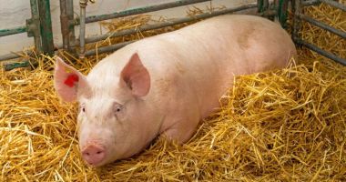 Stire din Social : Pericolul pestei porcine africane, tot mai aproape. Crescătorii constănțeni sunt în alertă