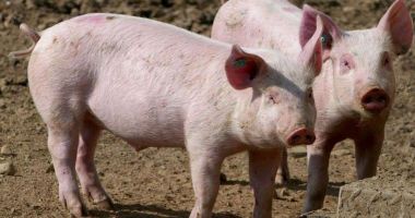 Stire din Social : Pesta porcină africană, sub lupă. ANSVSA și crescătorii de porci caută soluții