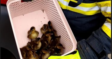 10 rățuște, salvate de pompierii militari constănțeni - 1