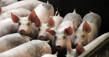 Stire din Economie : Situaţie alarmantă! Mai avem doar 3,3 milioane de porci, în România