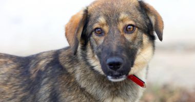 Stire din Social : Reduceţi numărul câinilor fără stăpân de pe străzi! Sterilizaţi-vă animalele de companie!