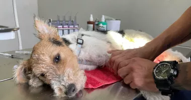 Campanie gratuită de sterilizare pentru câinii de rasă comună, dar cu stăpân