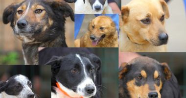 Stire din Social : Târg de adopții canine, vineri, în Parcul Tăbăcărie