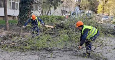Stire din Social : Lucrări de toaletare a arborilor în mai multe cartiere din Constanța