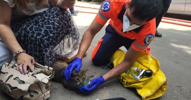VIDEO / BLOC EVACUAT, PE BULEVARDUL TOMIS. Pisică salvată dintr-un apartament în care izbucnise un incendiu! - 2