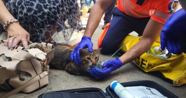 VIDEO / BLOC EVACUAT, PE BULEVARDUL TOMIS. Pisică salvată dintr-un apartament în care izbucnise un incendiu! - 3