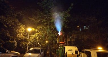 Stire din Social : Arborii și arbuștii din parcuri sunt curăţaţi de dăunători
