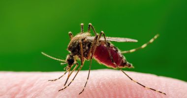 Stire din Social : Peste o sută de cazuri de West Nile, înregistrate pe parcursul acestui an