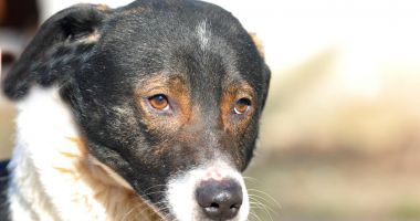 Stire din Social : Pretty are nevoie de un nou cămin. Cine îi dă această şansă?