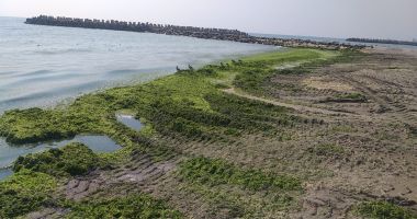 Stire din Social : INVAZIE PE LITORAL. Alge adunate în minivacanța de Sfânta Maria, cât într-o lună!