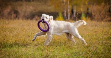 Stire din Social : Dețineți un câine? Ce obligații aveți pentru întreținerea lor