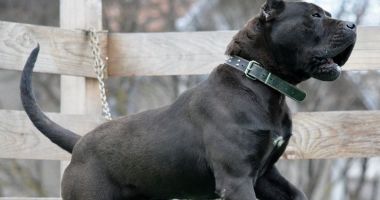 TRAGEDIE la Mangalia: Copil de 3 ani, MORT după ce a fost MUȘCAT de un câine