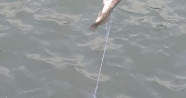 Braconieri cu „paraşuta”, amendaţi de jandarmi în zona canalului Dunăre – Marea Neagră
