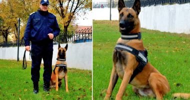 Stire din Eveniment : PERFORMANȚĂ. Echipă câine – instructor a Jandarmeriei, răsplătită cu media 10 la Centrul Chinologic Sibiu