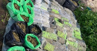Stire din Eveniment : PERCHEZIȚII DIICOT: CULTURĂ DE CANNABIS, cu semințe aduse din Spania