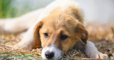 Stire din Social : Peste 200 de căței așteaptă să își găsească un stăpân