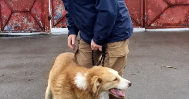Stire din Social : Tano nu mai trebuie să tremure de frig. Căţelul a fost adoptat de o familie iubitoare