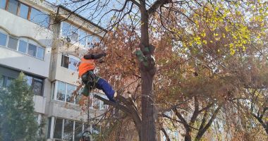 Stire din Social : Lucrările de toaletare și corecție a arborilor continuă în cartierele constănţene