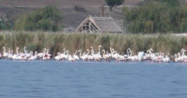 IMAGINI IMPRESIONANTE: SUTE DE PĂSĂRI FLAMINGO, în zona Jurilovca - 2