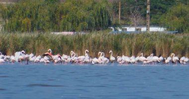 Stire din Social : IMAGINI IMPRESIONANTE: SUTE DE PĂSĂRI FLAMINGO, în zona Jurilovca